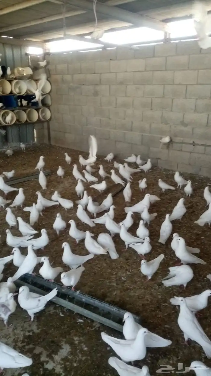 حمام فرنسي بياض للبيع 0