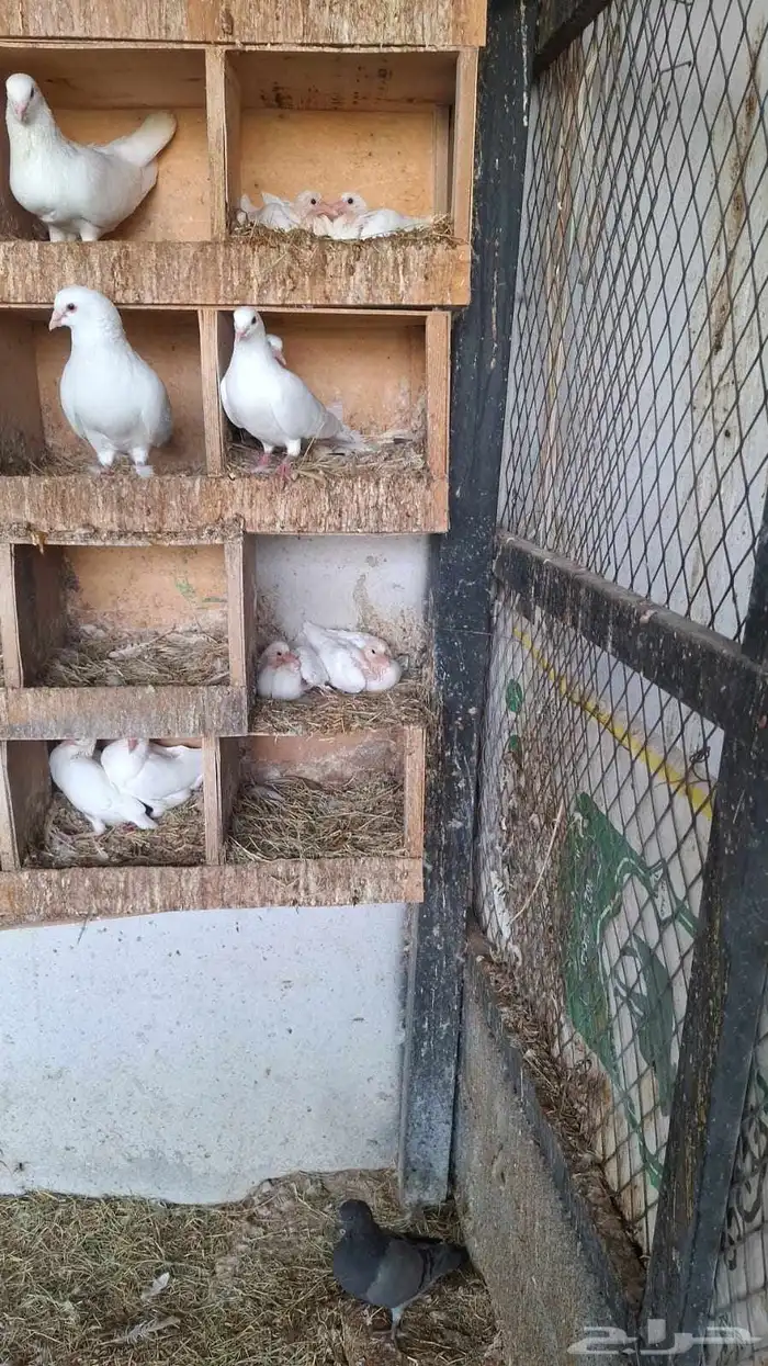 حمام فرنسي 3