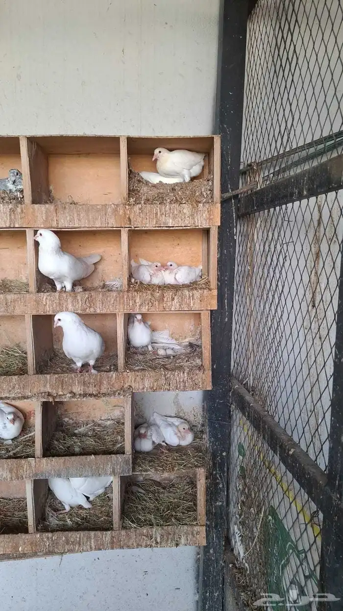 حمام فرنسي 0