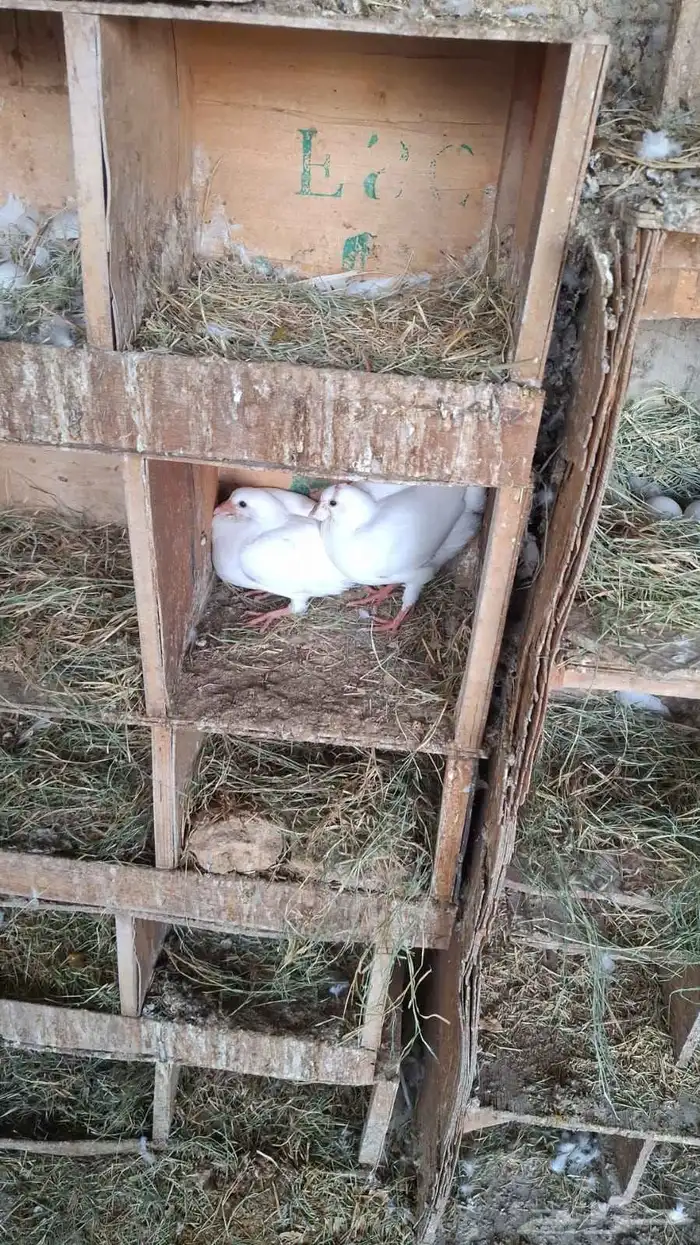 حمام فرنسي 2