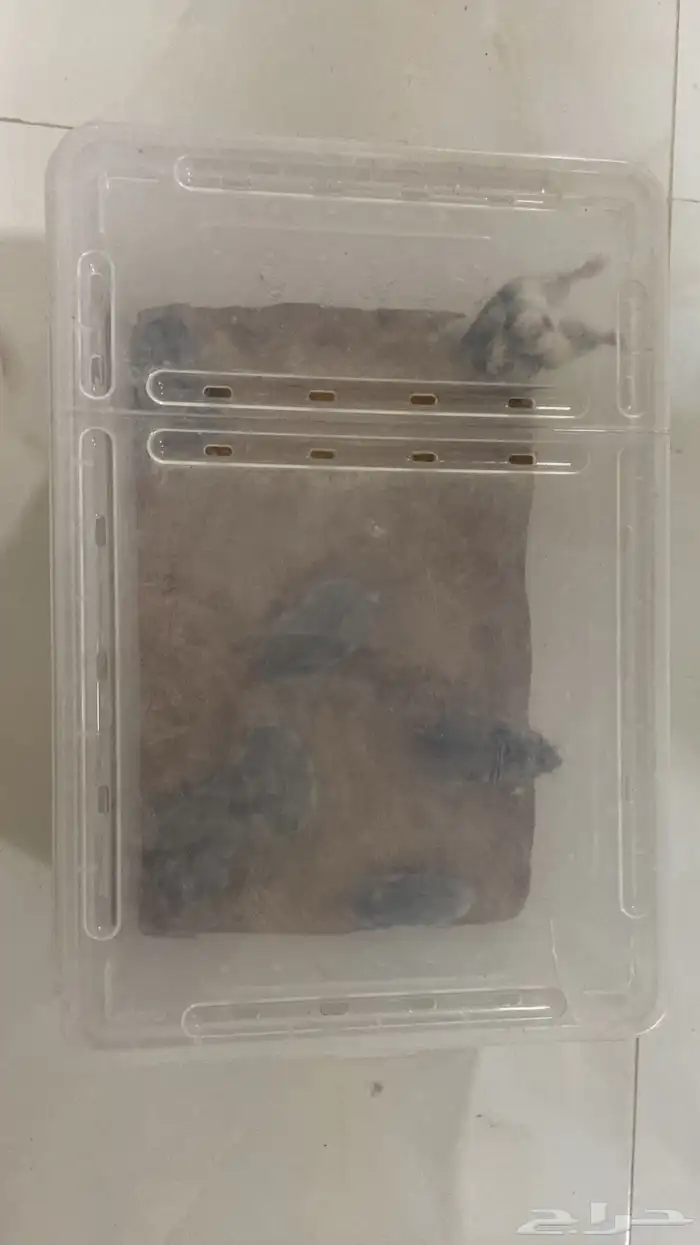 هامسترات روسي كامبل 1