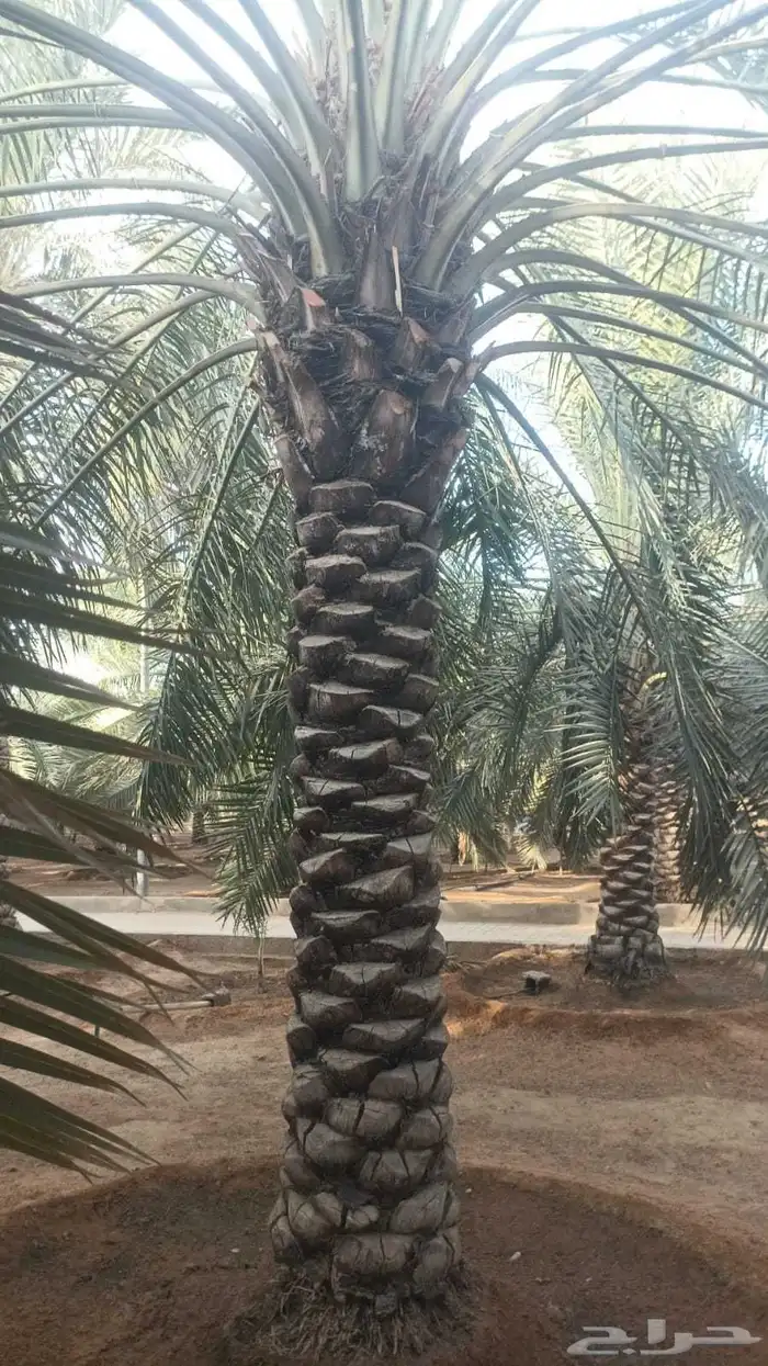 نخل وشنطن زينه ونخل عربي وأشجار 0