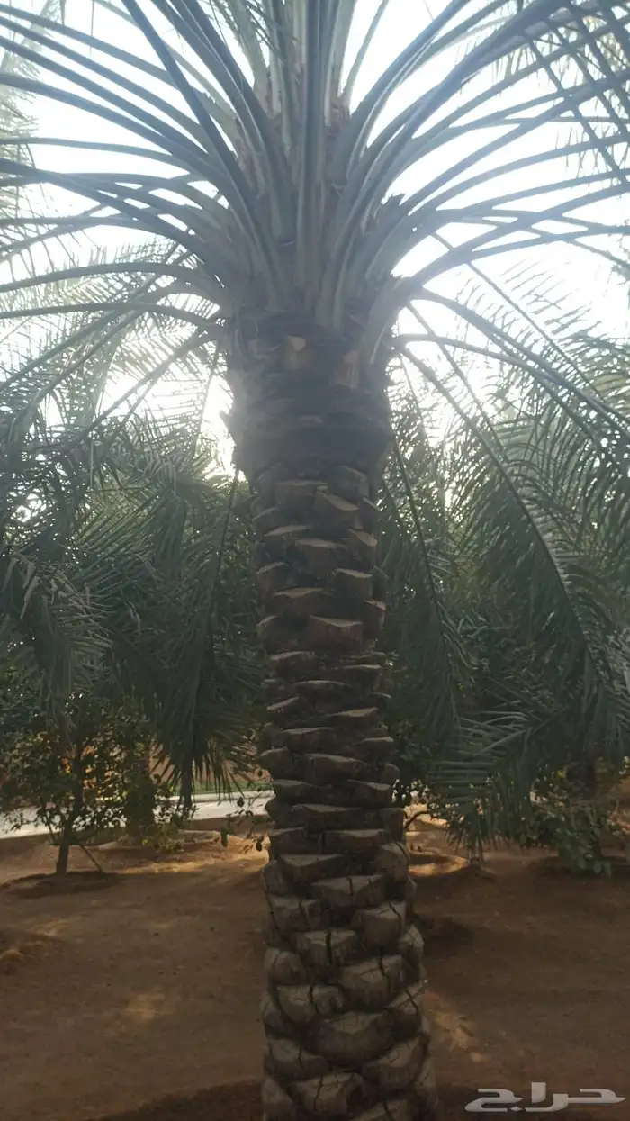 نخيل طويل للبيع 3 متر الى 3 ونص مشكلات 2