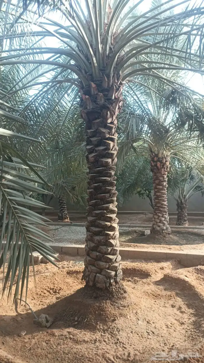 نخيل طويل للبيع 3 متر الى 3 ونص مشكلات 0