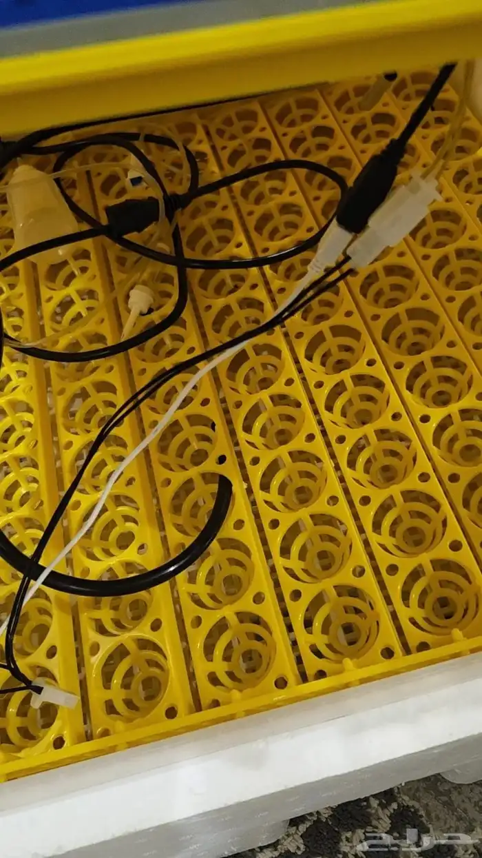 فقاسه 98 بيضه 0