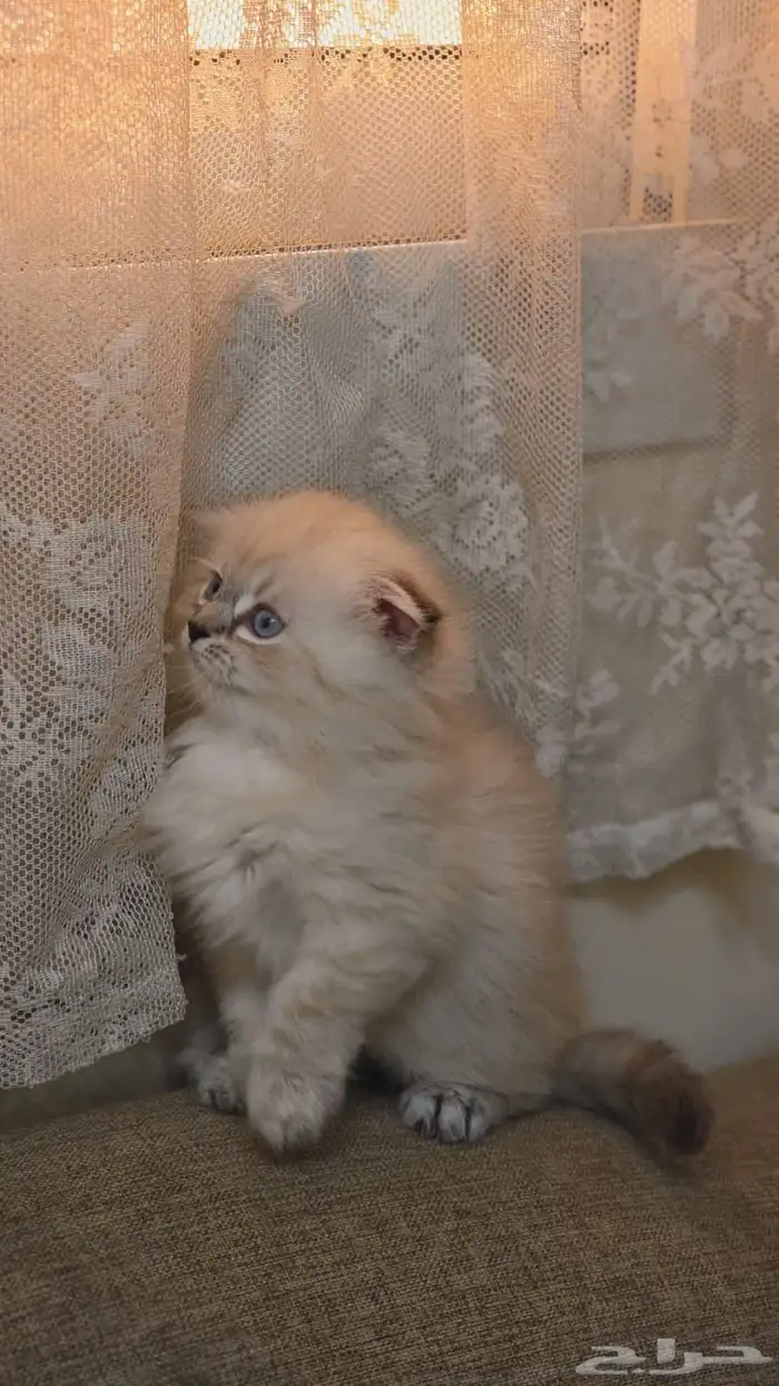 سكوتش فولد هملايا بسعر مخفض 3