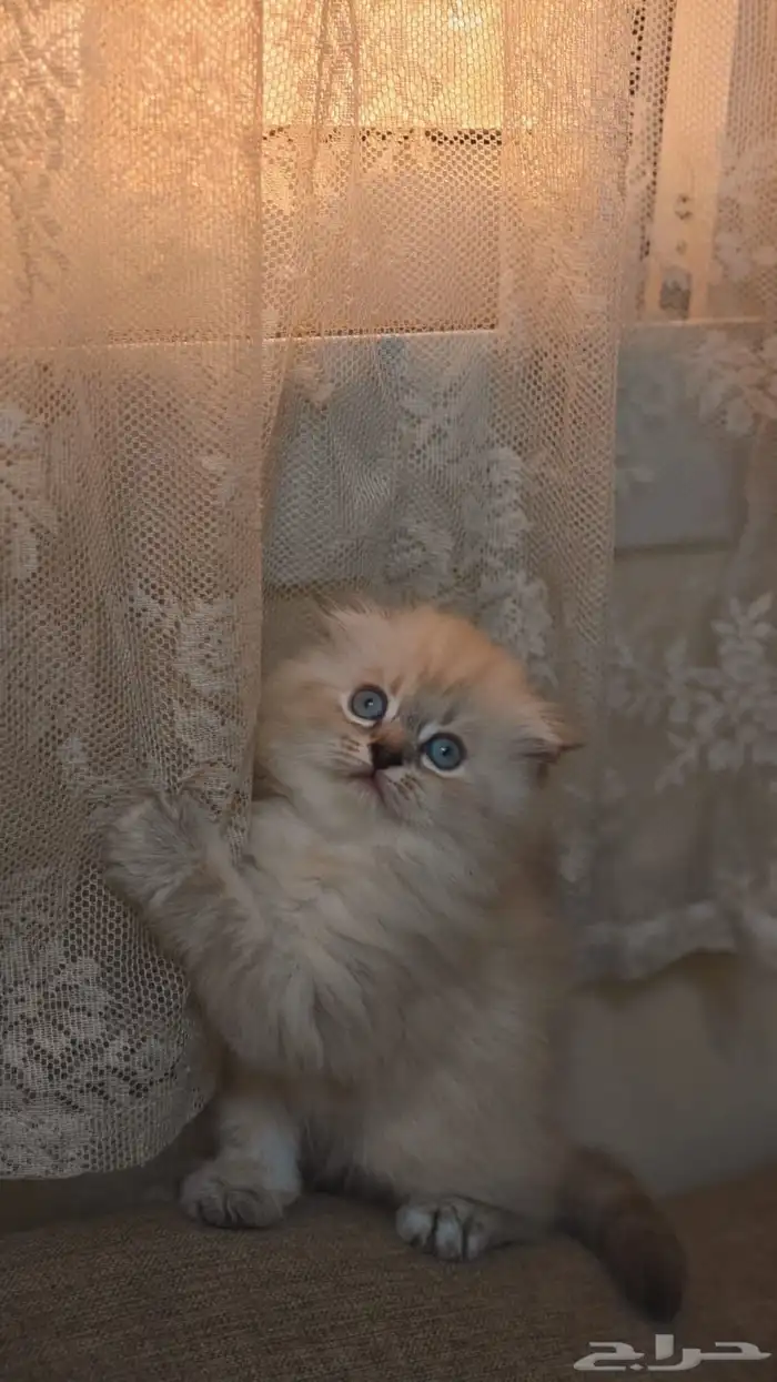 سكوتش فولد هملايا بسعر مخفض 4