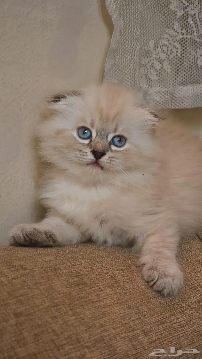 سكوتش فولد هملايا بسعر مخفض 1