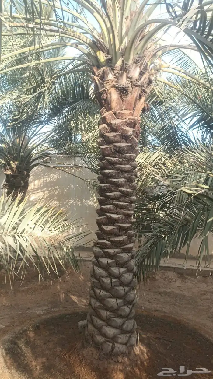 نخيل طويل للبيع 3 متر الى 3 ونص مشكلات 3