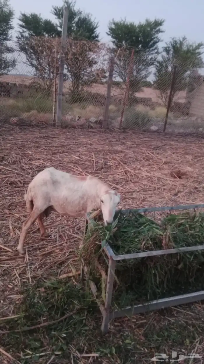 نعجة السن لفاف سليمة 0