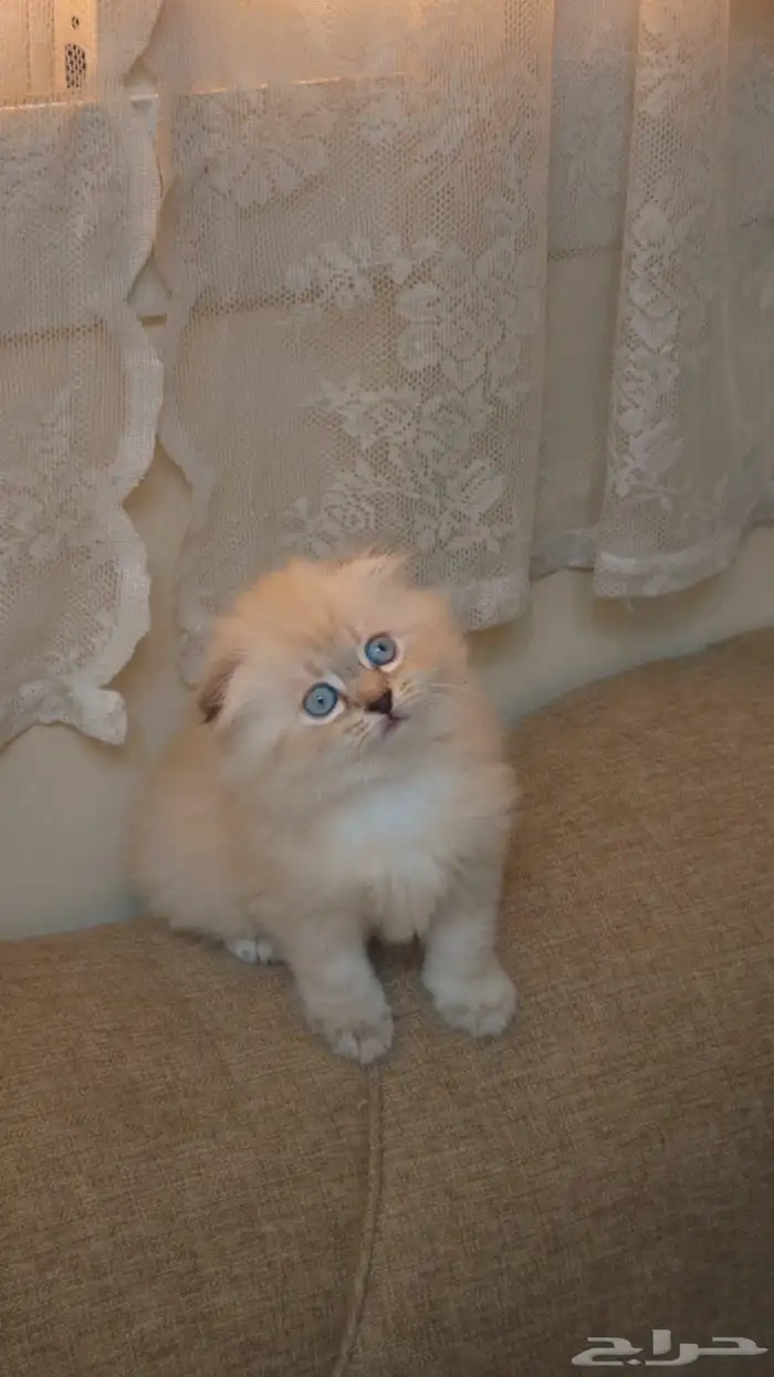 سكوتش فولد هملايا بسعر مخفض 0