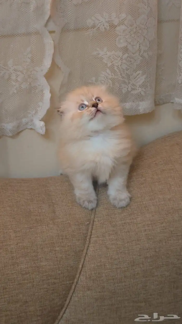 سكوتش فولد هملايا بسعر مخفض 2