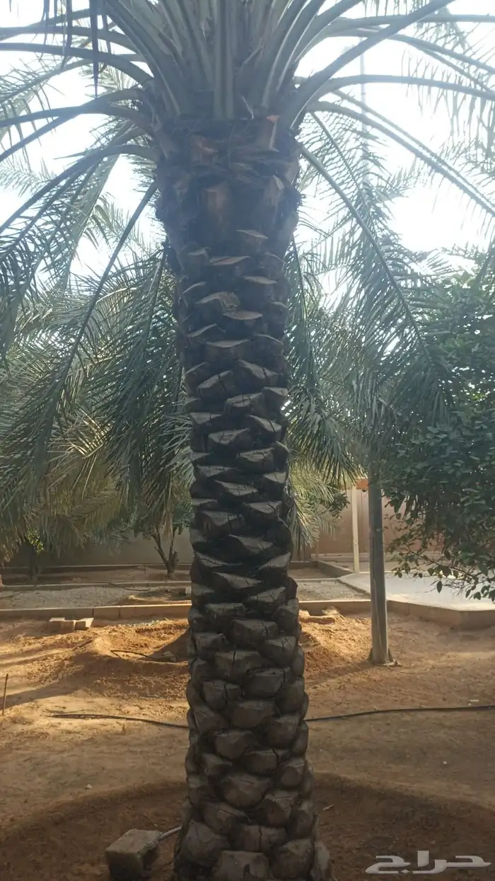 نخيل طويل للبيع 3 متر الى 3 ونص مشكلات 1