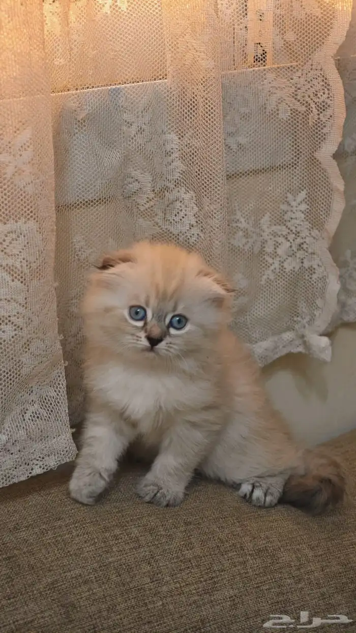 سكوتش فولد هملايا بسعر مخفض 5