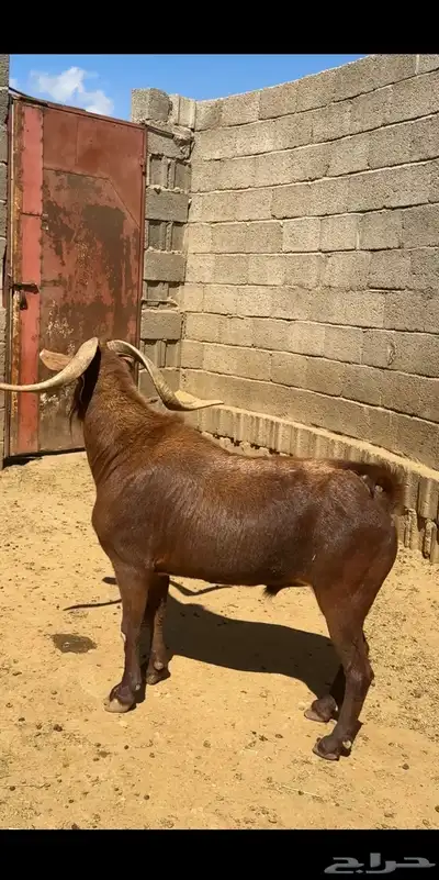 تيس فحل ادهم index