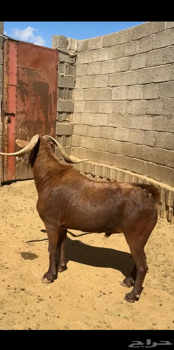 تيس فحل ادهم 1