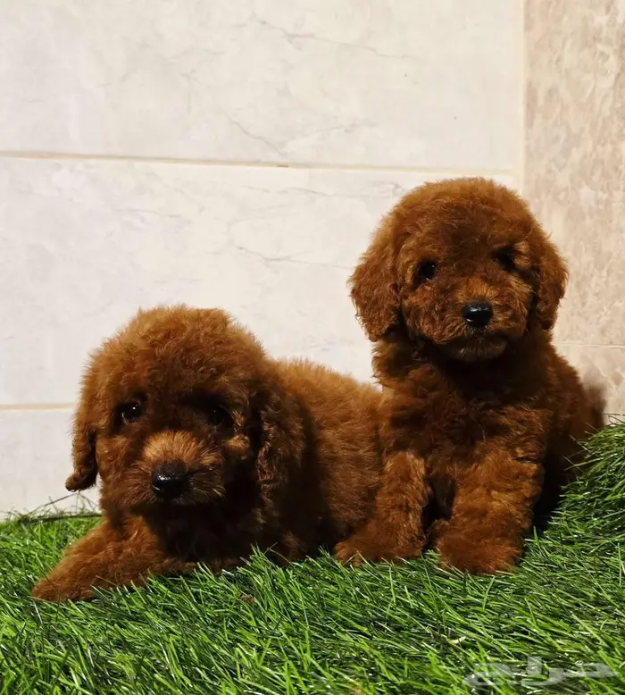 ميني توي بودل وبومرينيم ويوركي 16