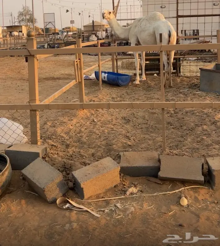 لقحه وضحى عليانيه ثنو 5