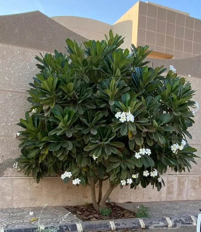 ياسمين هندي حجم كبير 1