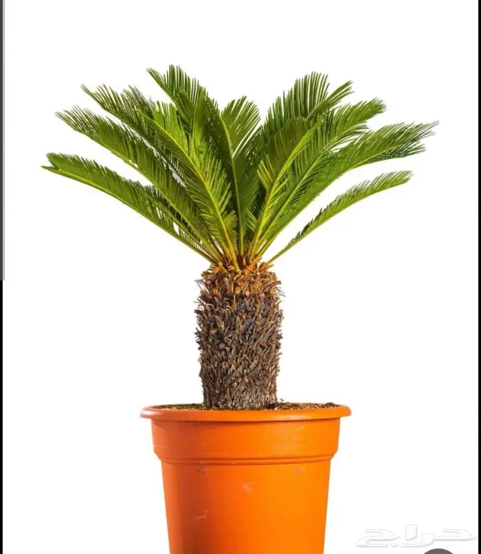 بذور نخيل السايكس 0