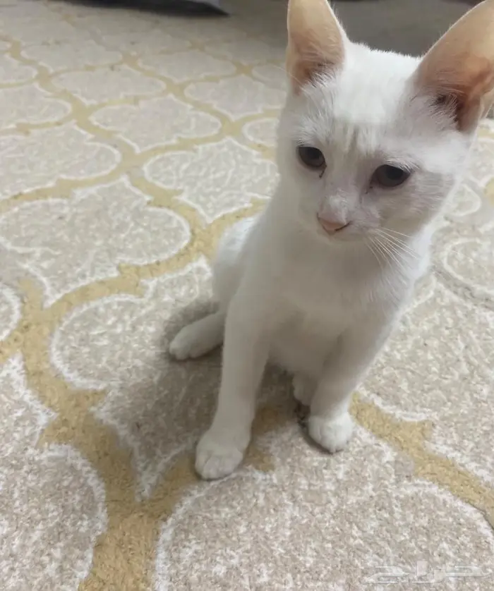 قطط اناث للتبني 0