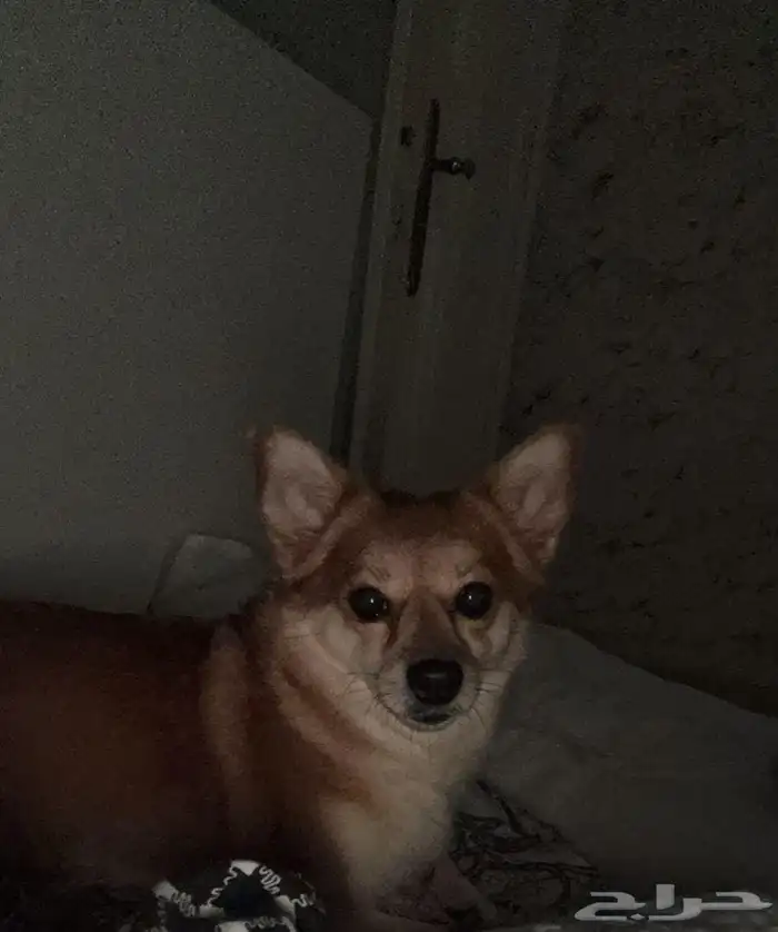 كلبة من نوع لولو فوكس 1