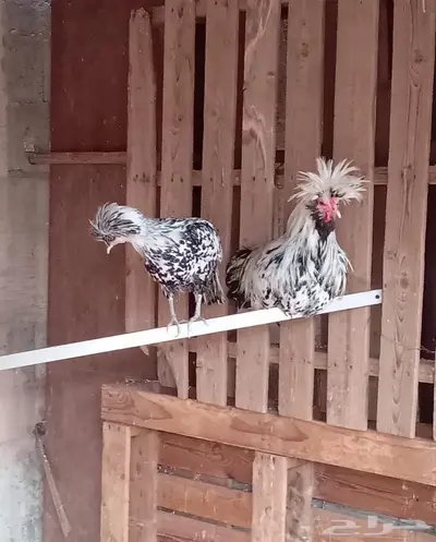 دجاج بولش بياض index