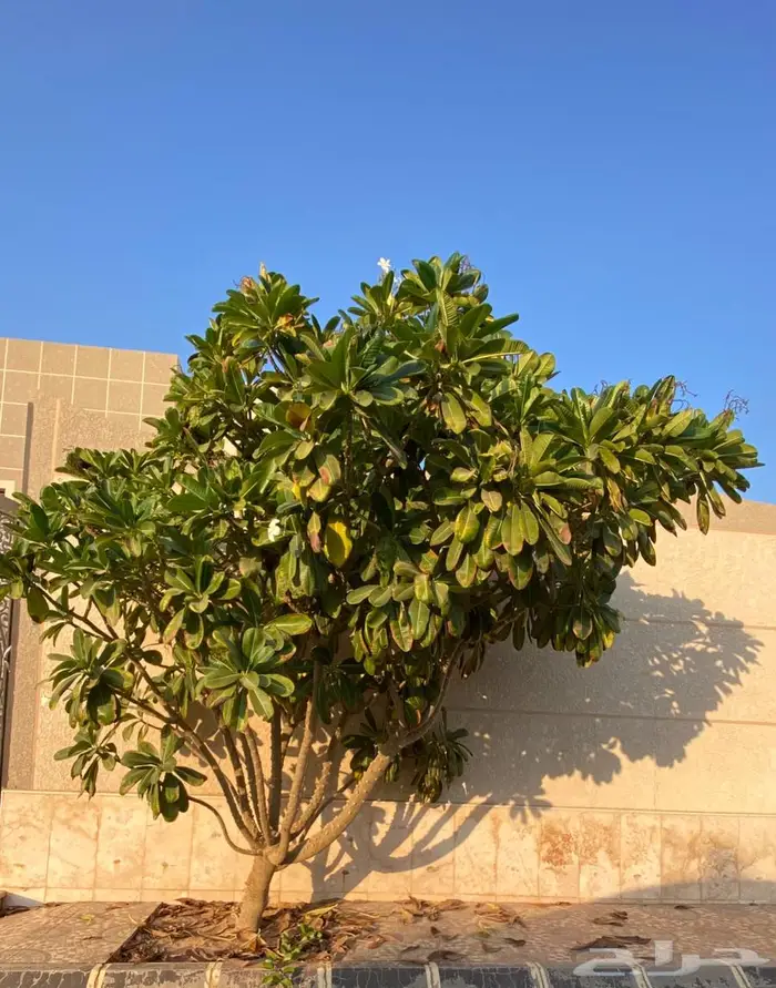 ياسمين هندي حجم كبير 4