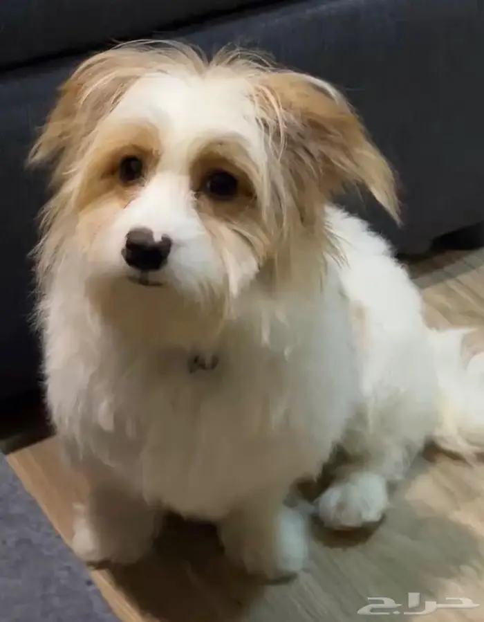 كلب مالتيز 0