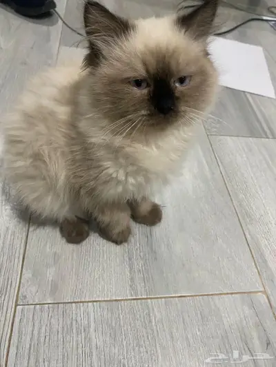 قطه هملايا للبيع 0