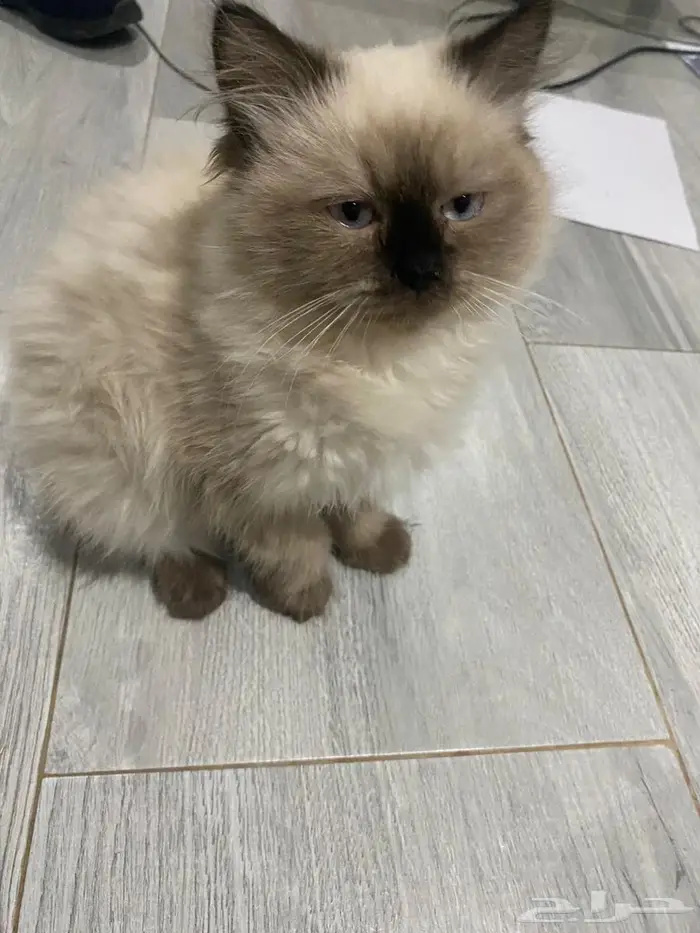 قطه هملايا للبيع 0