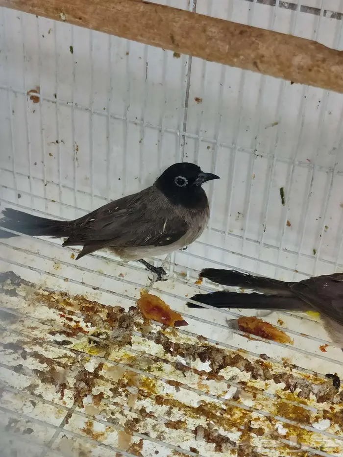 بلابل سورية 7 حبات بيع جملة 170 ريال 0