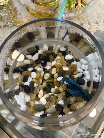 سمكة زينه index