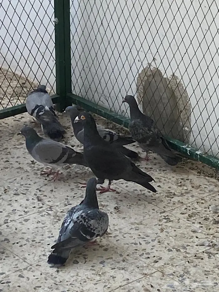 حمام زاجل فاخر 0