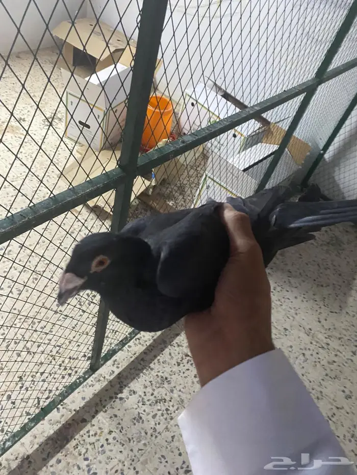 حمام زاجل فاخر 1