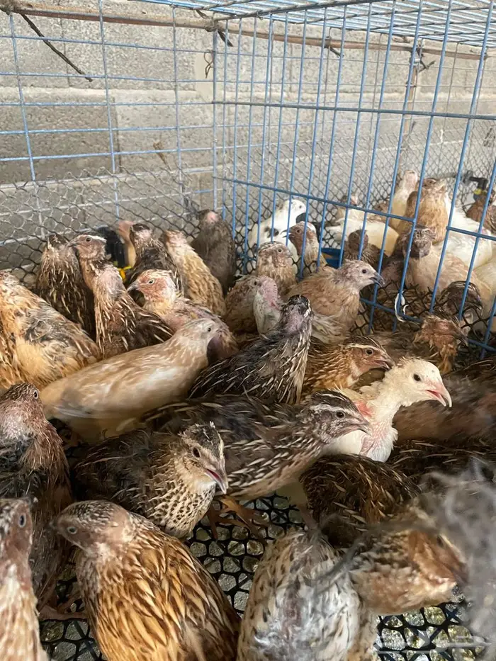 سمان فري للبيع 3