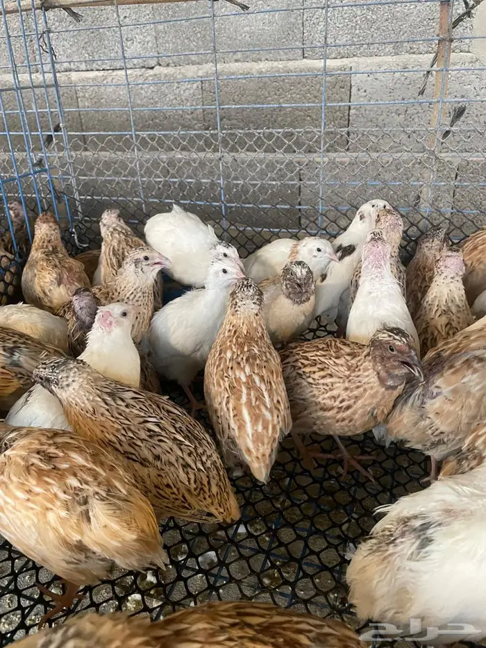 سمان فري للبيع 4