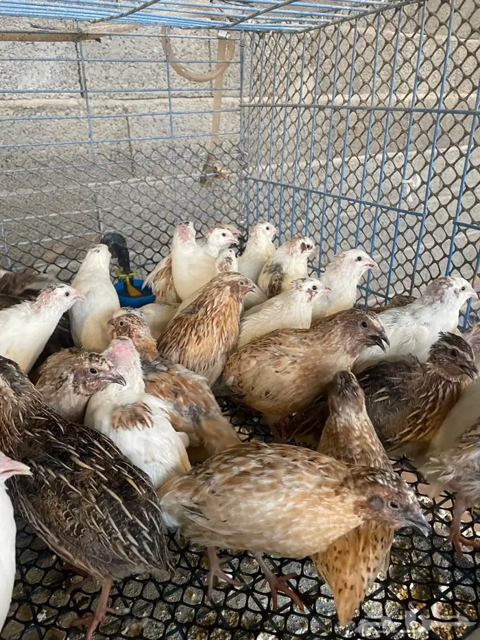 سمان فري للبيع 5