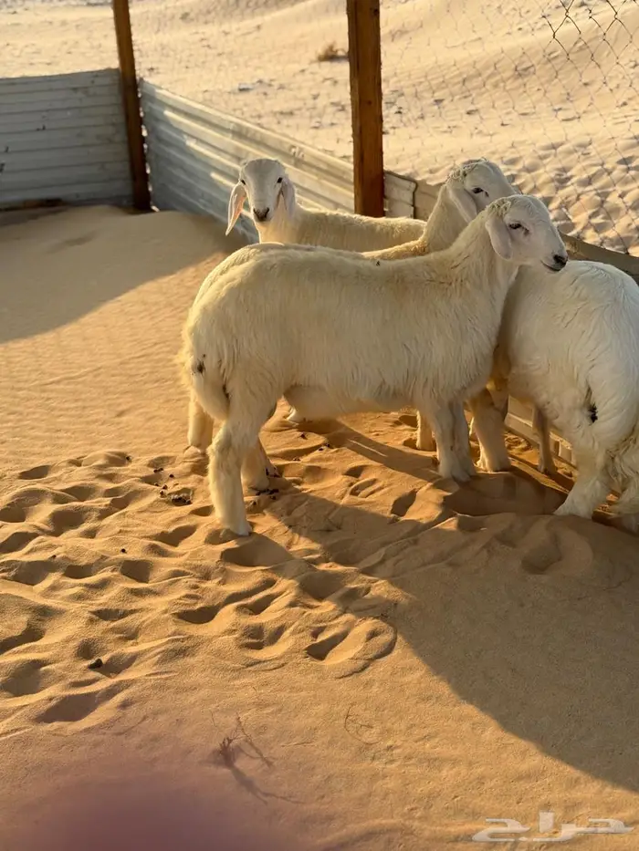 طليان حريات العدد 6 0