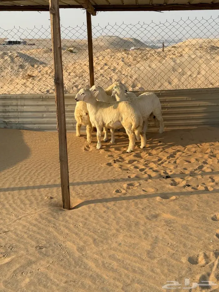 طليان حريات العدد 6 3