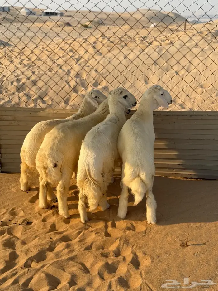 طليان حريات العدد 6 1