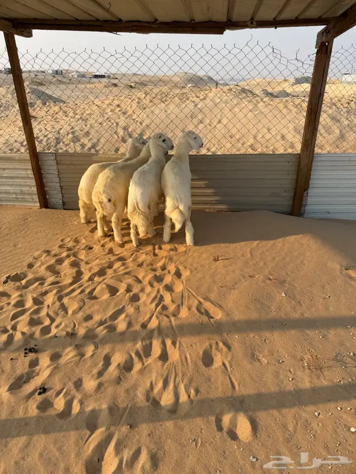 طليان حريات العدد 6 4