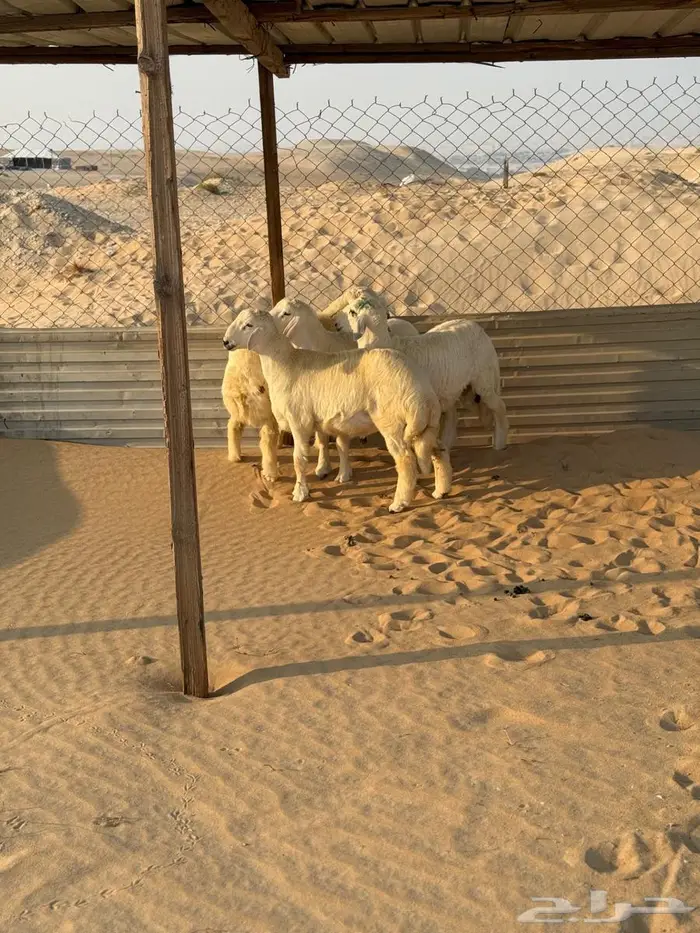 طليان حريات العدد 6 2