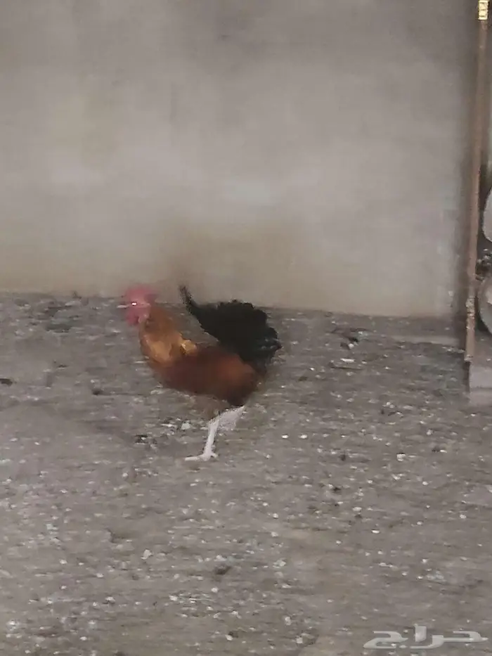 للبيع ديوك جبره طيبه 3