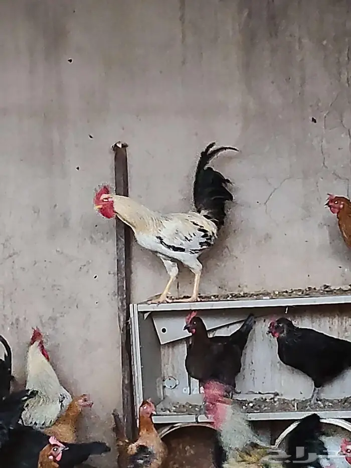 للبيع ديوك جبره طيبه 6