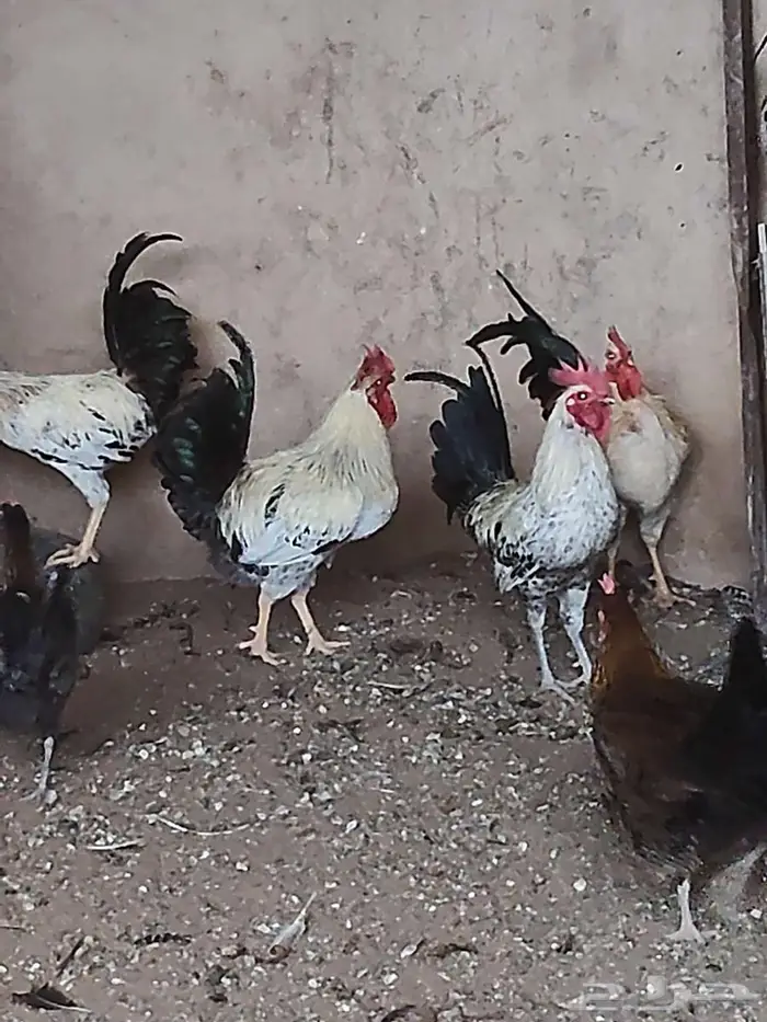 للبيع ديوك جبره طيبه 7