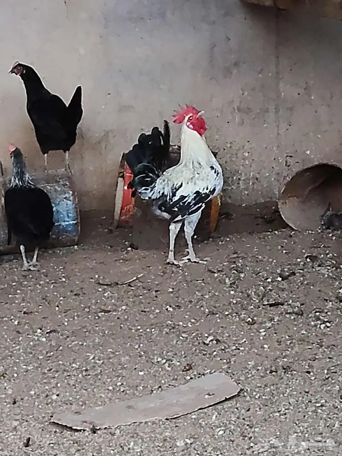 للبيع ديوك جبره طيبه 5