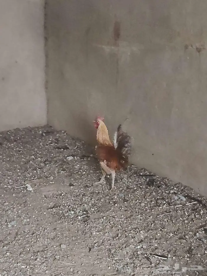 للبيع ديوك جبره طيبه 4