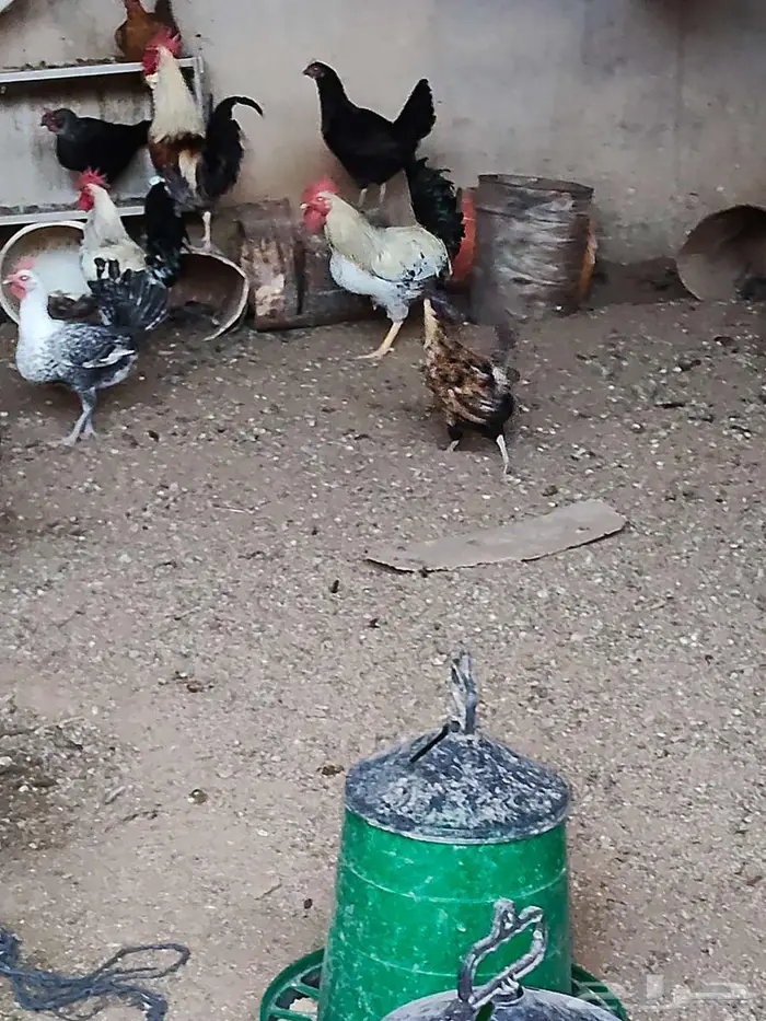 للبيع ديوك جبره طيبه 0