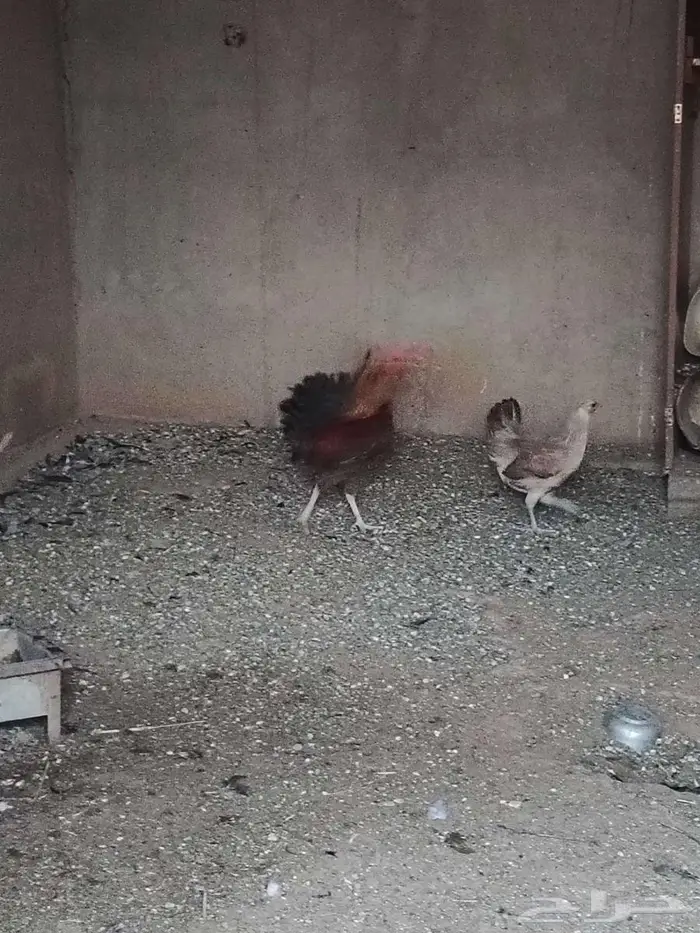 للبيع ديوك جبره طيبه 2